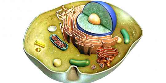 Cell