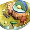 Cell