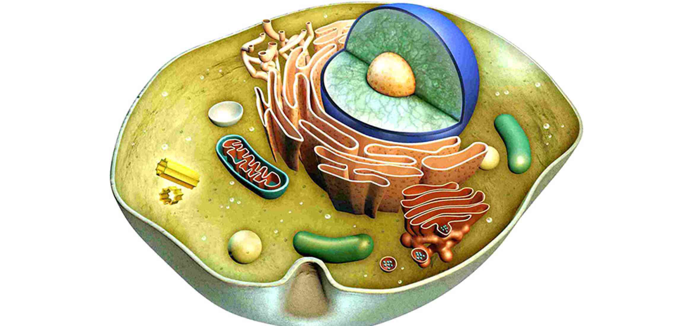 Cell